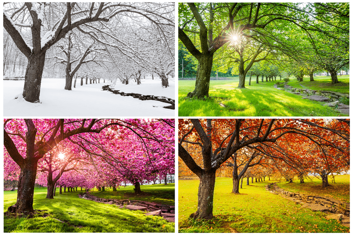 Tree in Winter, Spring, Summer, and Fall 