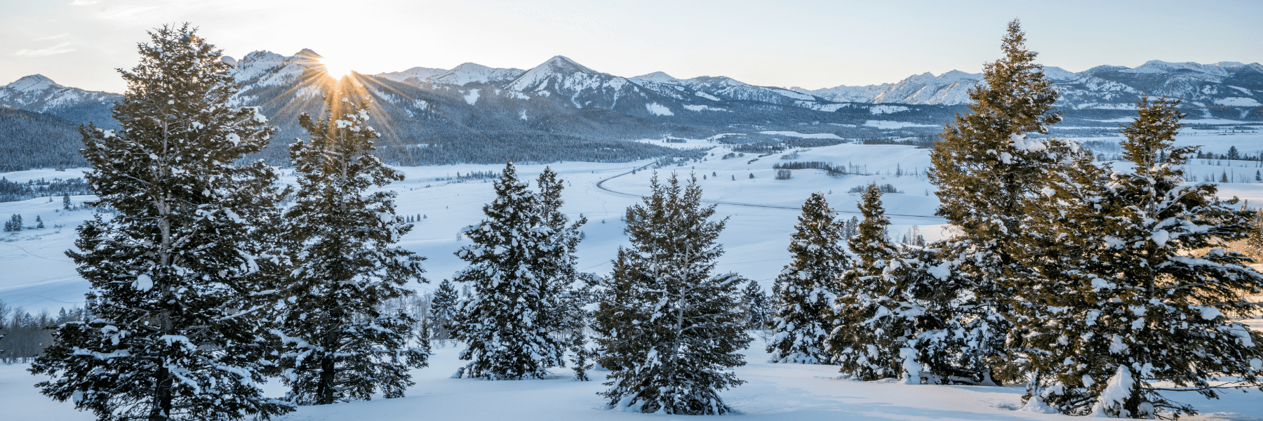 Snow covered trees in sun valley