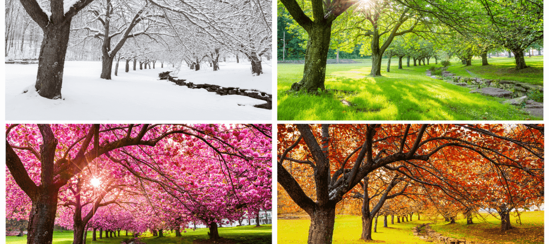 Four seasons; winter, autumn, spring, and summer