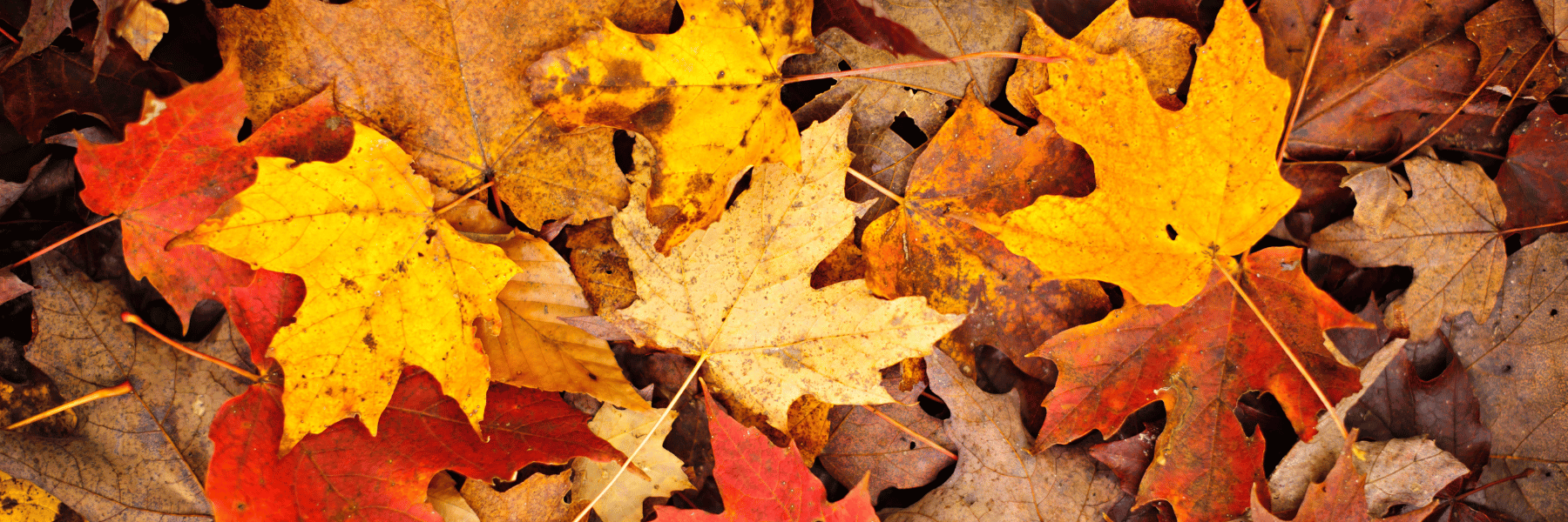 fall foliage in Sun Valley, Idaho